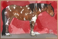 Horse Color:White Spotted Bay 