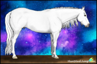 Horse Color:Gray Buckskin Splash 