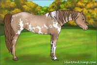 Horse Color:White Spotted Liver Chestnut Pearl 