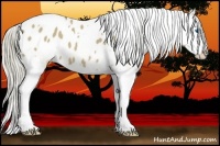 Horse Color:White Spotted Liver Red Dun Splash Appaloosa