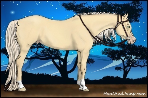 Horse Color:Gold Cream Champagne Dun 