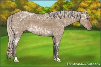Horse Color:Silver Brown Ice Dun