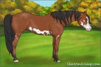 Horse Color:Bay Splash Frame 