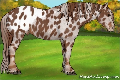 Horse Color:Chestnut Appaloosa 