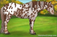 Horse Color:Chestnut Appaloosa
