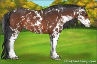 Horse Color:Bay Sabino Rabicano