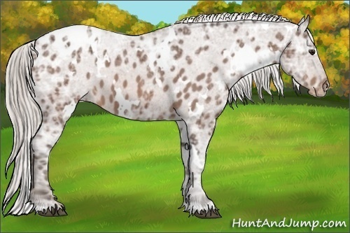 Horse Color:White Spotted Silver Brown Ice Roan Varnish