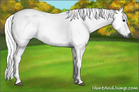Horse Color:Gray Black