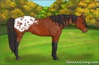Horse Color:Bay Appaloosa 