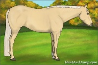 Horse Color:Palomino 