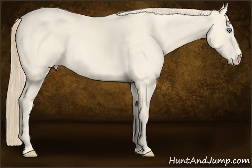 Horse Color:Perlino 