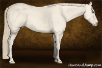 Horse Color:Perlino 