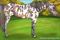 Horse Color:Nacre Bay Near Leopard 