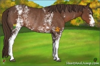 Horse Color:White Spotted Liver Chestnut Rabicano 
