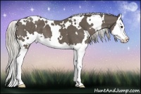 Horse Color:White Spotted Silver Smoky Black Splash 