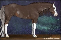 Horse Color:Liver Chestnut Splash 