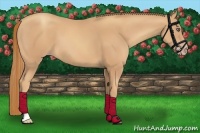 Horse Color:Gold Champagne 