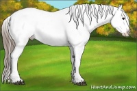 Horse Color:Smoky Blue Ice Roan Appaloosa