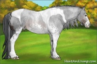 Horse Color:White Spotted Brown Tobiano 
