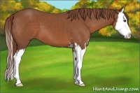 Horse Color:Chestnut Sabino Splash