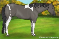 Horse Color:Grullo Tobiano
