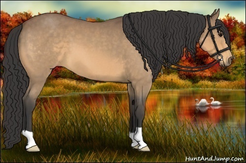 Horse Color:Buckskin Roan 