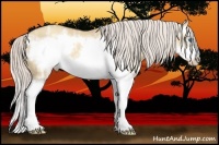 Horse Color:Silver Classic Champagne Ice Dun Splash Frame
