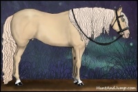 Horse Color:Gold Cream Champagne 