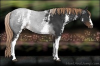 Horse Color:White Spotted Liver Chestnut 