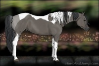 Horse Color:Grullo Tobiano