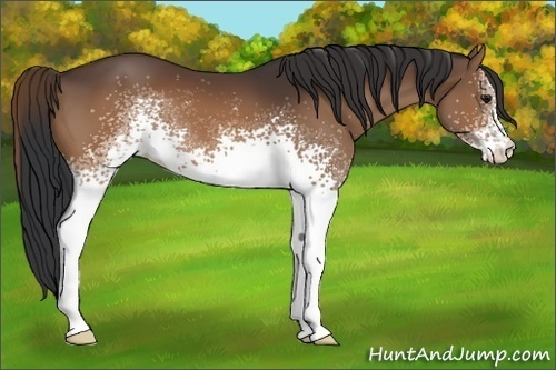 Horse Color:White Spotted Brown 