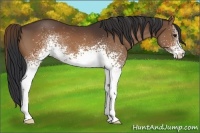 Horse Color:White Spotted Brown 