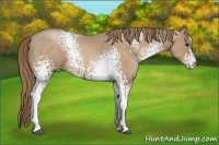 Horse Color:White Spotted Black Pearl