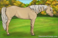 Horse Color:Palomino Dun