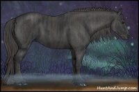 Horse Color:Black  Brindle