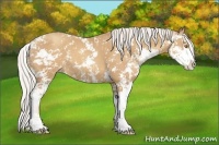 Horse Color:Silver Classic Champagne Sabino 
