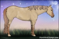 Horse Color:Red Dun Frame