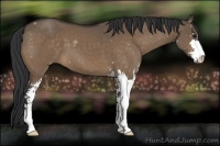 Horse Color:Bay Dun Sabino 