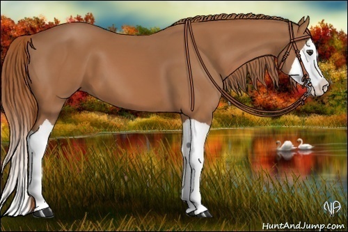 Horse Color:Chestnut Splash