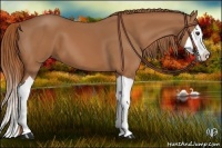 Horse Color:Chestnut Splash 
