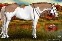 Horse Color:Chestnut Splash 