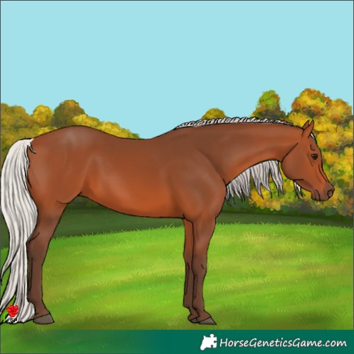 Horse Color:Silver Bay 