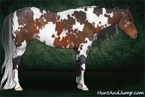 Horse Color:White Spotted Bay 