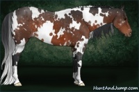 Horse Color:White Spotted Bay 