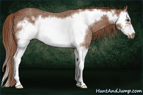 Horse Color:Chestnut Sabino Splash Frame 