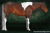Horse Color:Bay Tobiano 