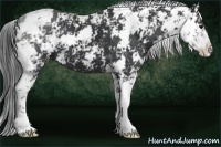 Horse Color:Black Sabino 