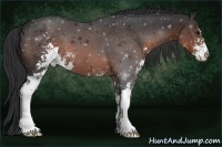 Horse Color:Brown Sabino