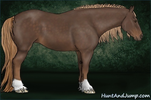 Horse Color:Liver Chestnut 