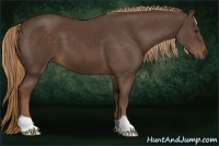Horse Color:Liver Chestnut 